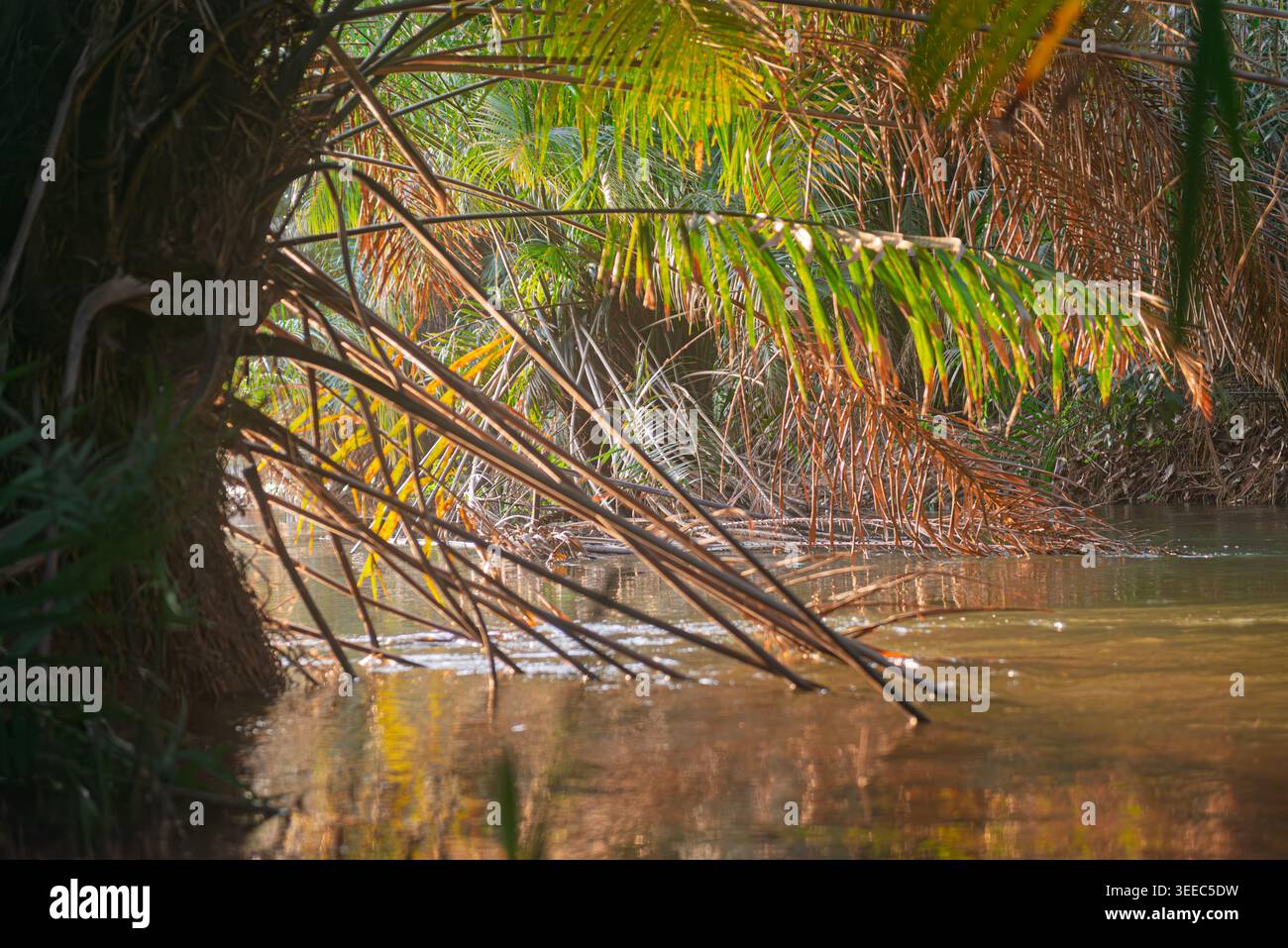 Vista panoramica della vegetazione sovrastante sul fiume Moa al tramonto. Sierra Leone, Africa occidentale. Foto Stock