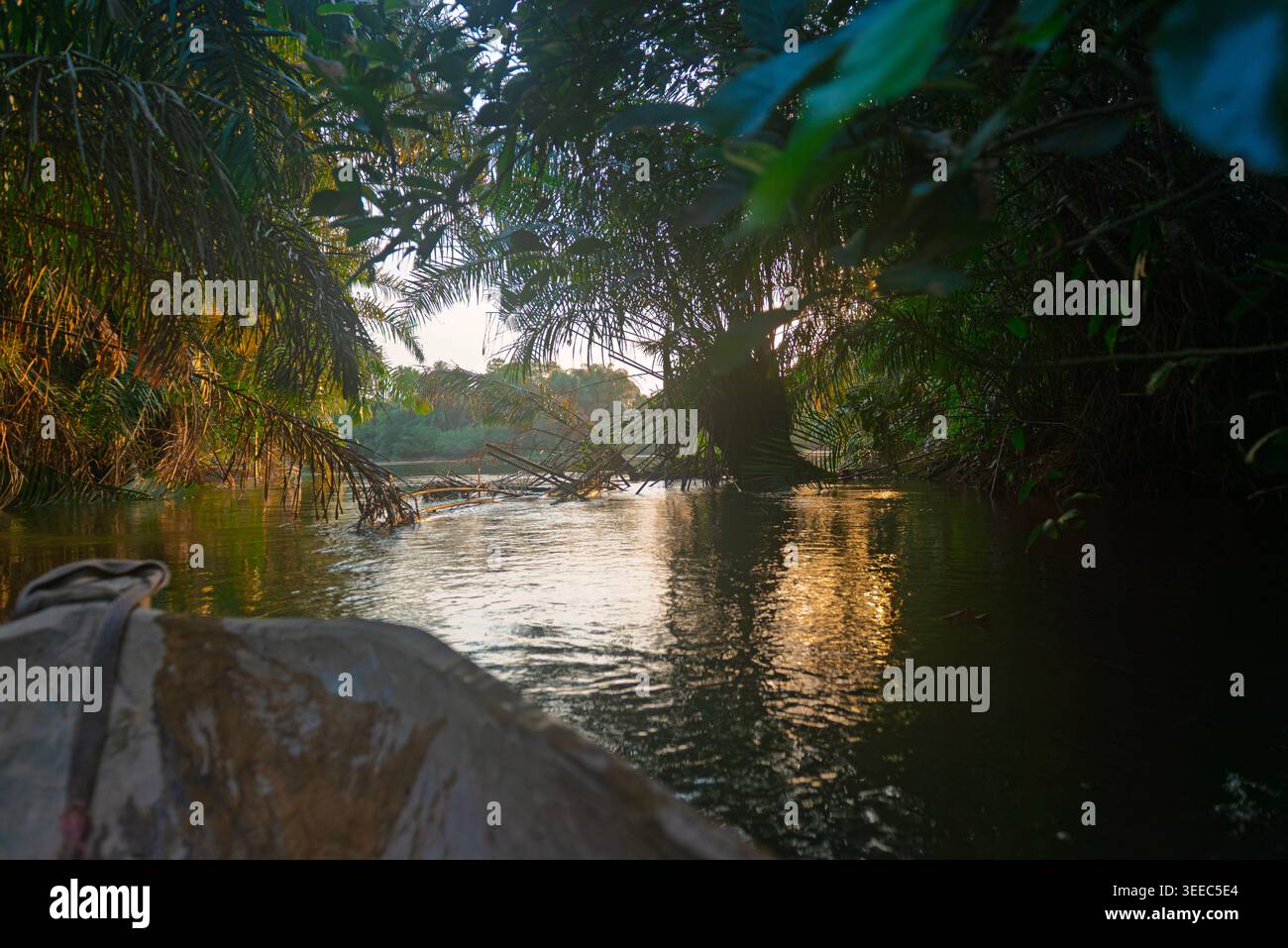 Vista panoramica della vegetazione sovrastante sul fiume Moa al tramonto. Sierra Leone, Africa occidentale. Foto Stock