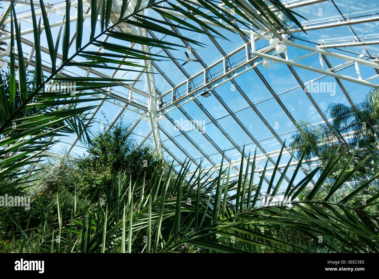 All'interno di una grande serra in un giardino botanico con piante verdi tropicali in primo piano e cielo blu sopra Foto Stock