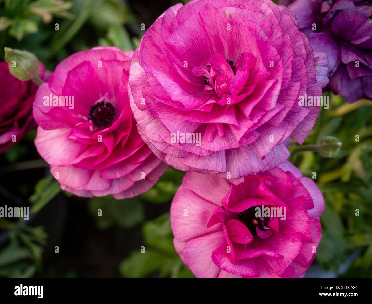 Foto dettagliata di vivaci tazze di magenta e rosa persiano (Ranunculus asiaticus). L'immagine cattura la complessa struttura di petali arricciati e da Foto Stock