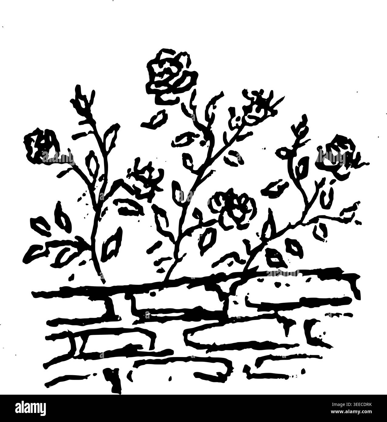 Rose Bush disegnato a mano da Wall Vector Illustration Illustrazione Vettoriale