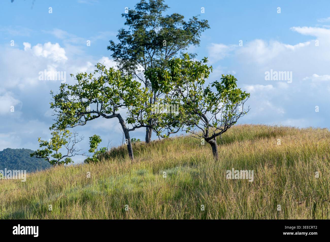 Una fotografia di tre alberi in piedi su una collina erbosa durante il giorno con nuvole nel cielo. Foto Stock
