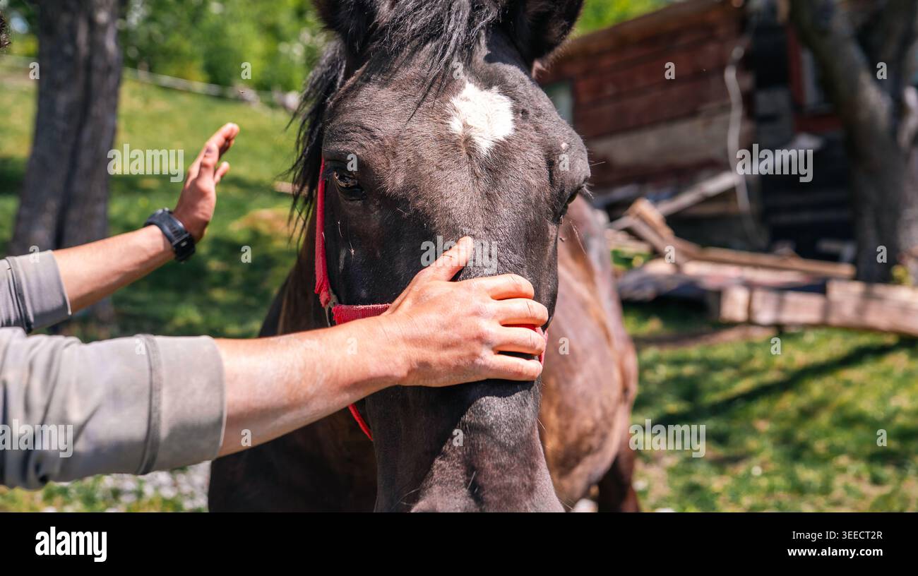 Legame tra uomo e cavallo: La mano dell'uomo accarezza delicatamente la testa di un cavallo bruno in una fattoria rurale Foto Stock