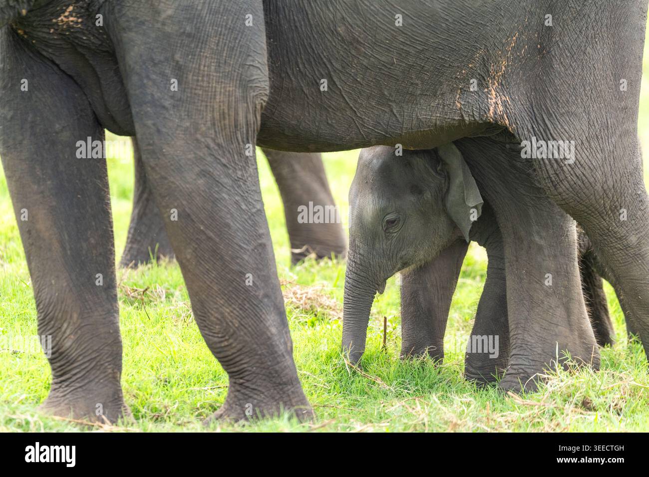 Baby elefante è sotto la madre per la protezione in Sri Lanka Foto Stock