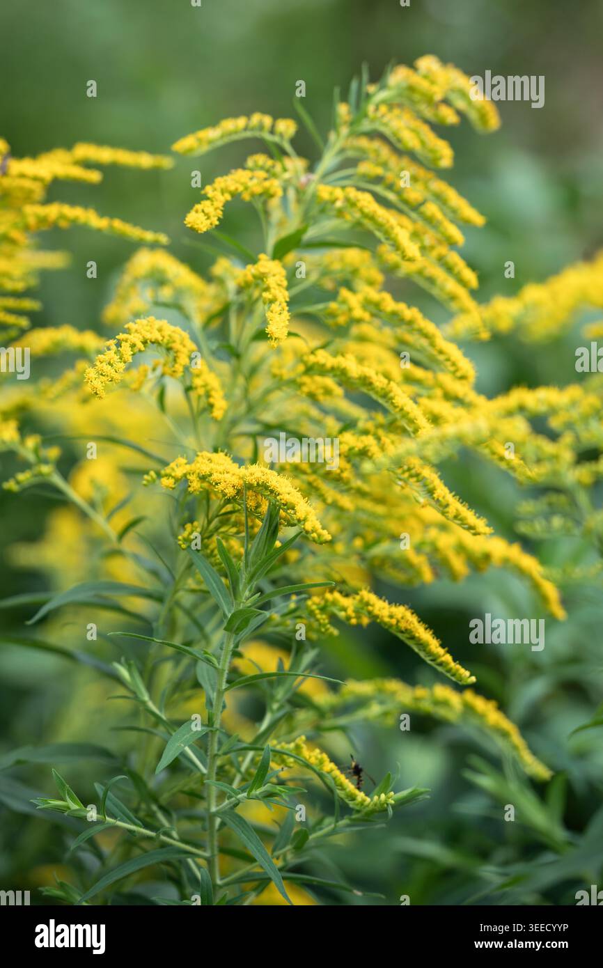 Specie invasiva di canna d'oro: Allelopatia, diffusione rapida limitano la crescita delle piante circostanti Foto Stock