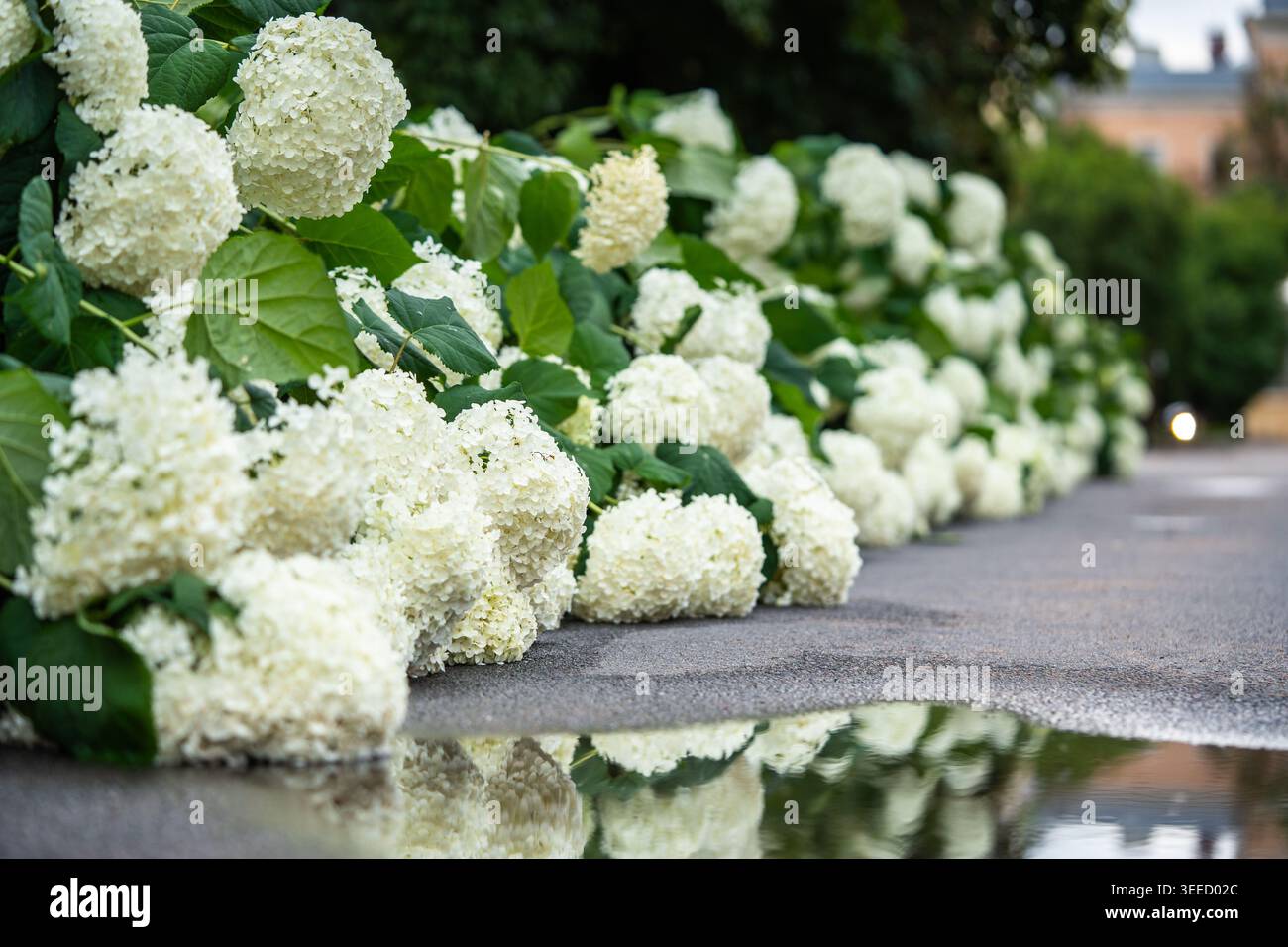 I fiori di Hydrangea giacciono a terra dopo la pioggia con cespugli nelle vicinanze e pozzanghere sulla superficie bagnata del terreno Foto Stock