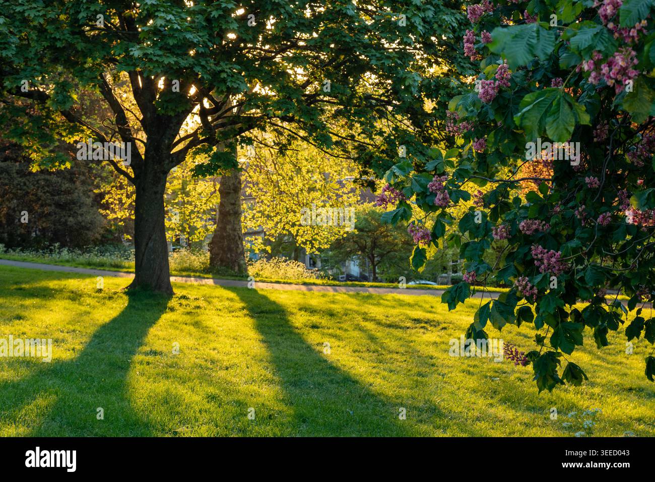Alba al parco Brandon Hill di Bristol. Foto Stock