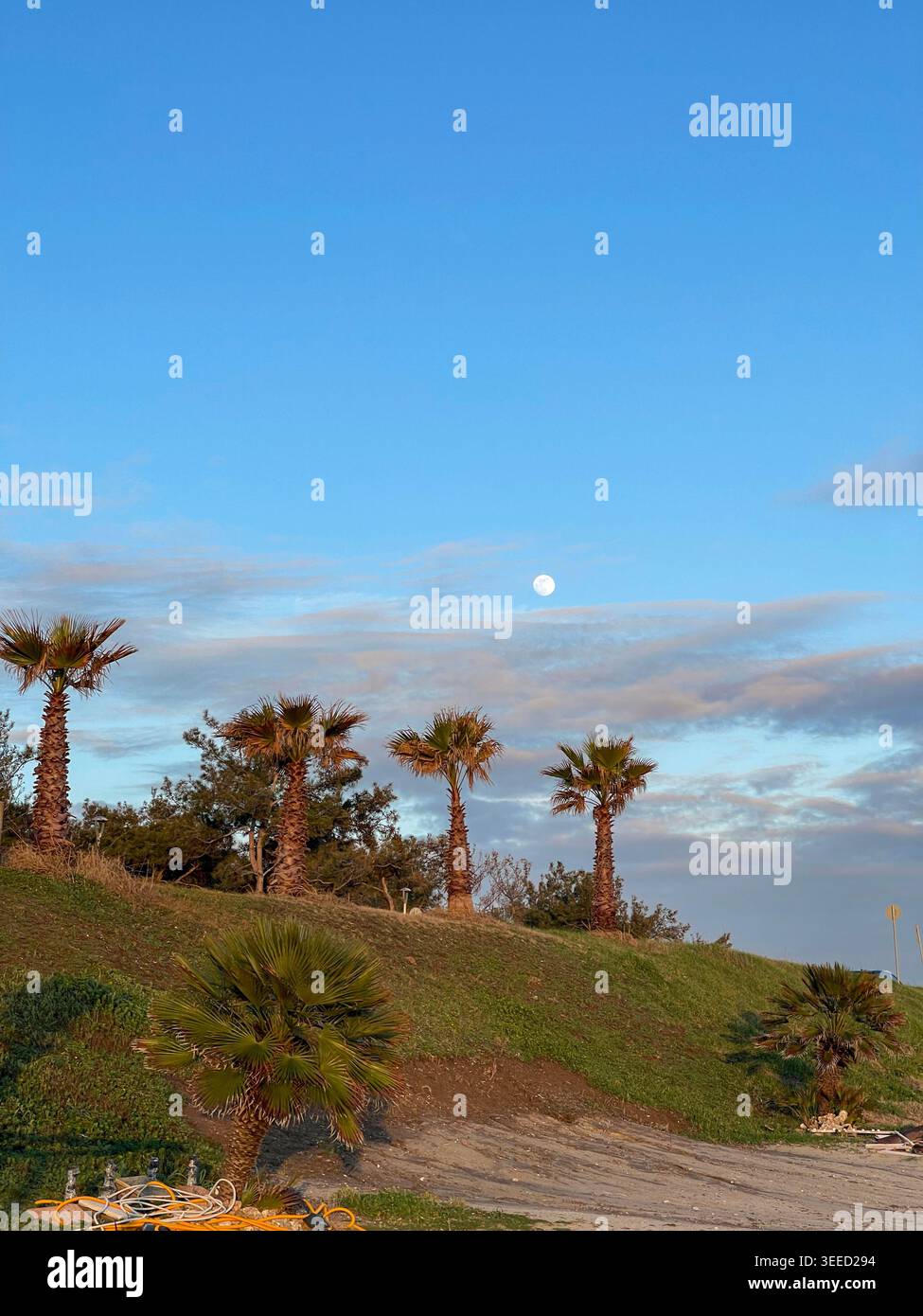 PALME AL CREPUSCOLO, le palme si modellano al tramonto con un'atmosfera tropicale serale. - Immagine stock catturata con smartphone
