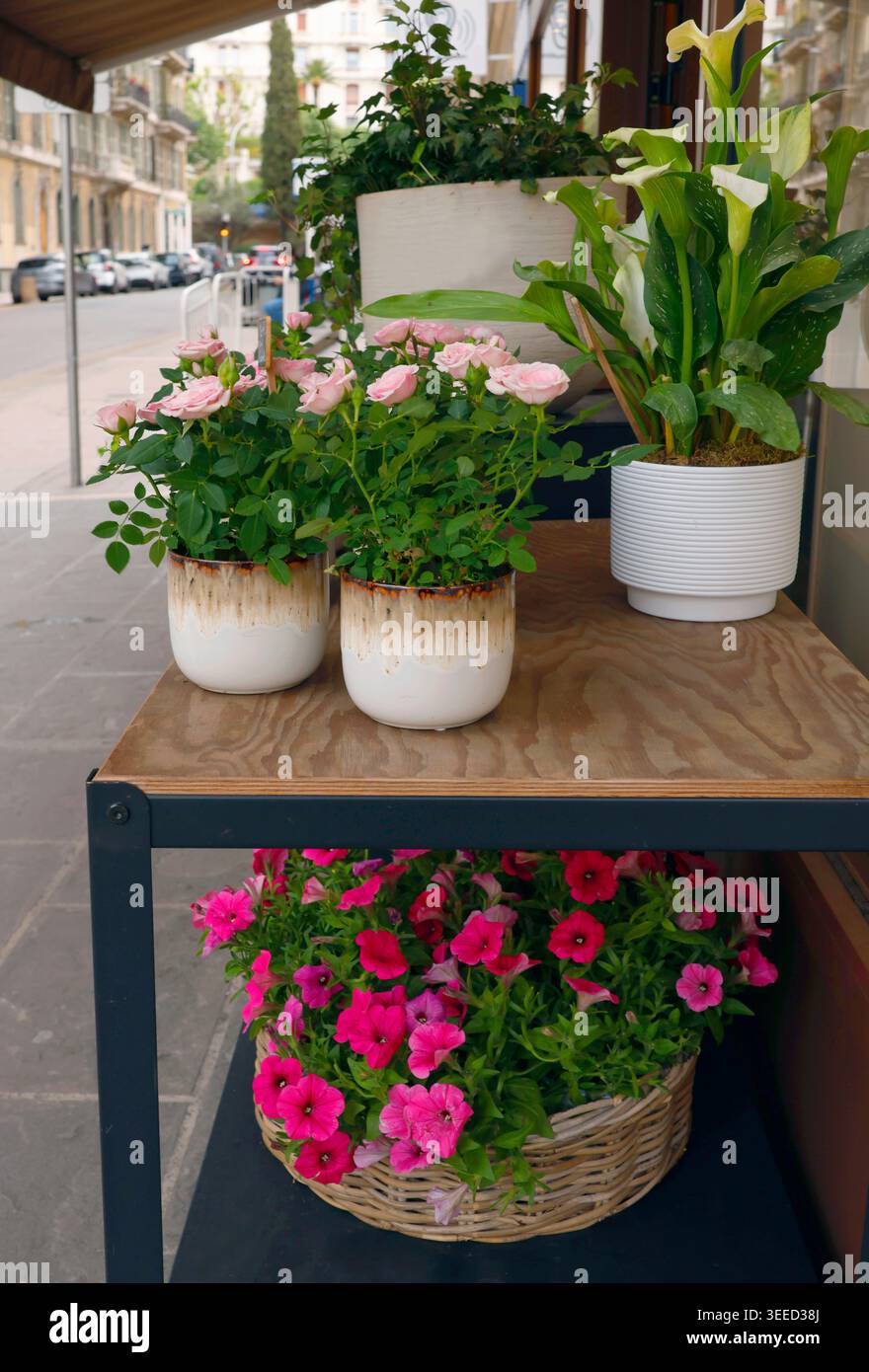 Rose rosa fresche e gigli di calla bianchi in vasi decorativi in mostra in legno. Splendida composizione floreale con petunie luminose in cesto di vimini Foto Stock