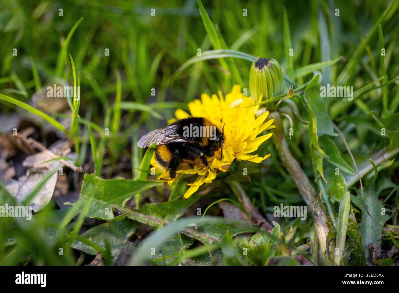 Un bumblebee raccoglie il nettare su un fiore di dente di leone giallo in una giornata estiva di sole. Foto Stock