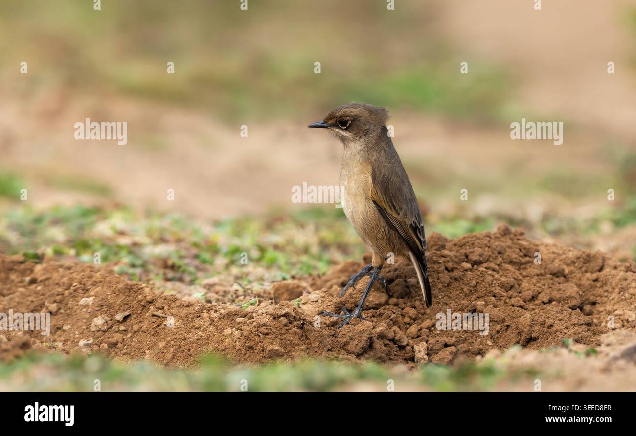Una chiacchierata selvaggia delle brughiere (Pinarochroa sordida) si erge sul terreno roccioso dell'Altopiano Sanetti, mostrando il suo pennacchio bruno e le lunghe gambe in i Foto Stock