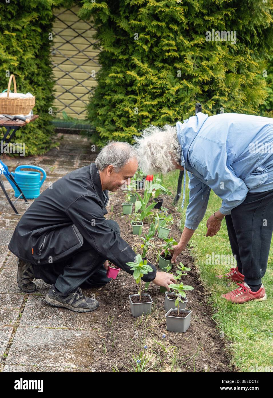Le piantine di fiori sono piantate nel proprio giardino. Decimo di maggio Foto Stock