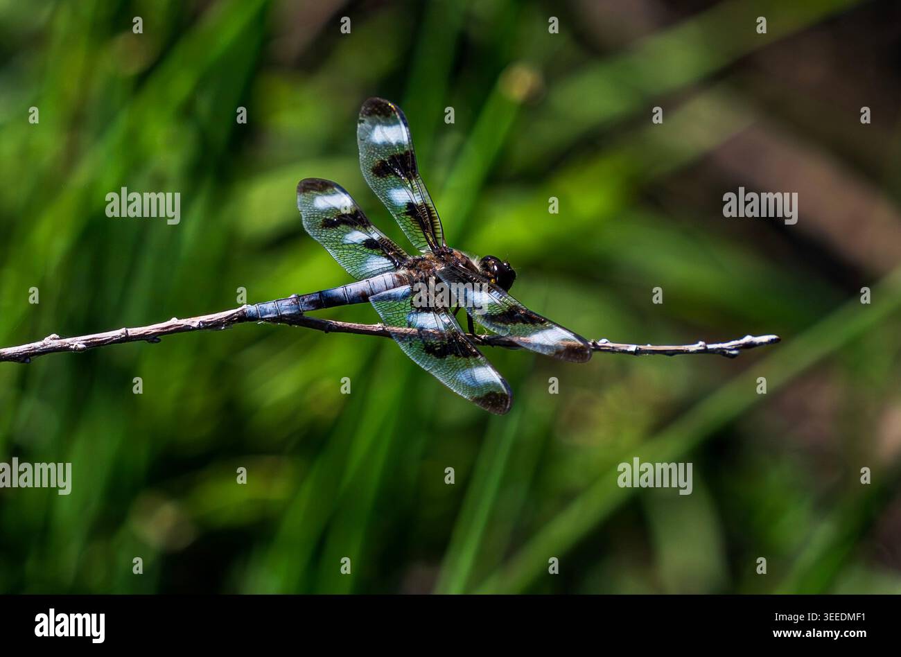 Una dodicesima dragonfly skimmer maculata arroccata in cima a un ramoscello in un habitat naturale e selvaggio. Vista ravvicinata con buoni dettagli dell'ala e del corpo. Foto Stock