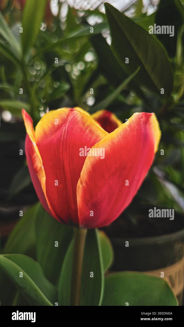 Primo piano di un vibrante tulipano rosso con delicati bordi con frange gialle in un lussureggiante giardino primaverile Foto Stock
