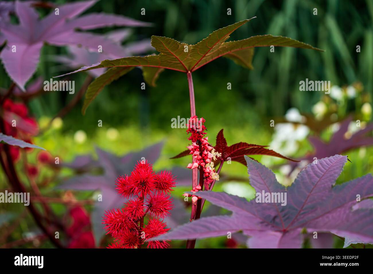 Parti della pianta di Castor Bean con le capsule di semi maturi più grandi sul lato, e i piccoli fiori e capsulano di semi immaturi dal fusto centrale. Foto Stock