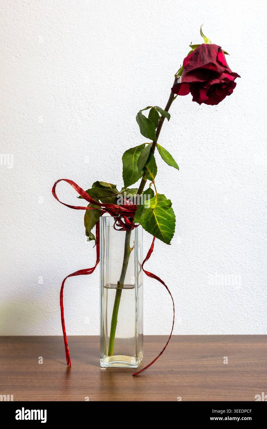 Rosa rossa selvaggia in un vaso di vetro con nastro su un tavolo di legno che simboleggia la rottura del cuore, l'amore perduto, la rottura, il dolore, la solitudine e il romanticismo sbiadito. Minimo Foto Stock