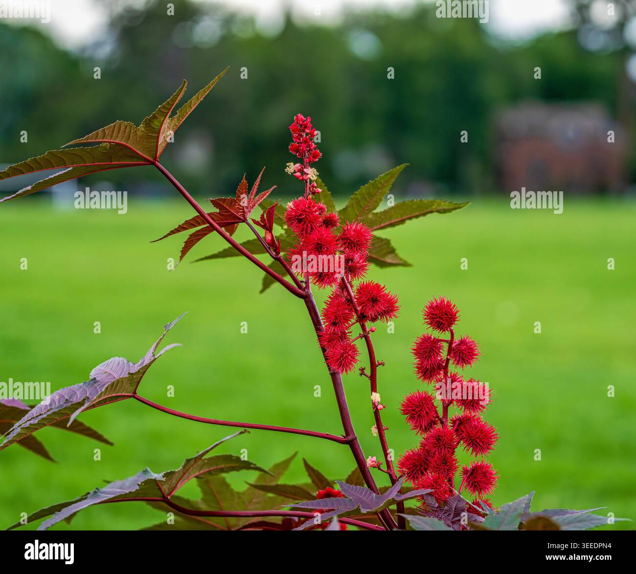 Una pianta di fagioli di Castor con cialde o capsule di semi rosso brillante che si stagliano vibrantemente su un vasto sfondo del parco. Foto Stock