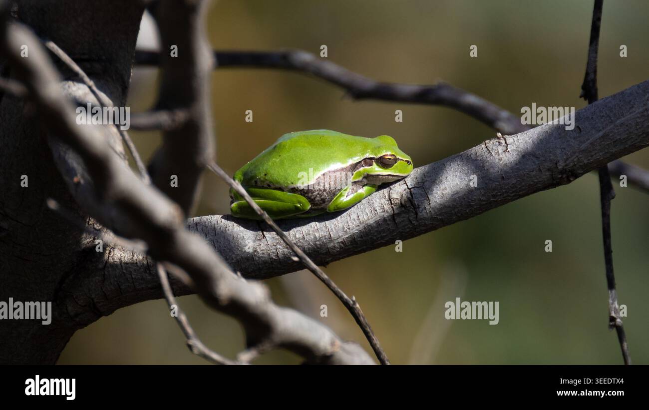 La rana dell'albero di Savigny (Hyla savignyi) arroccata su un ramo d'albero in natura, Cipro. Foto Stock