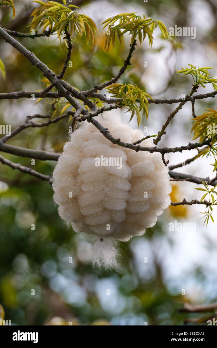 Palla di filo interdentale di seta (Ceiba speciosa) appesa tra il fogliame primaverile, giardino del Cairo, Egitto. Le fibre di cotone racchiudono i semi del dehisc Foto Stock