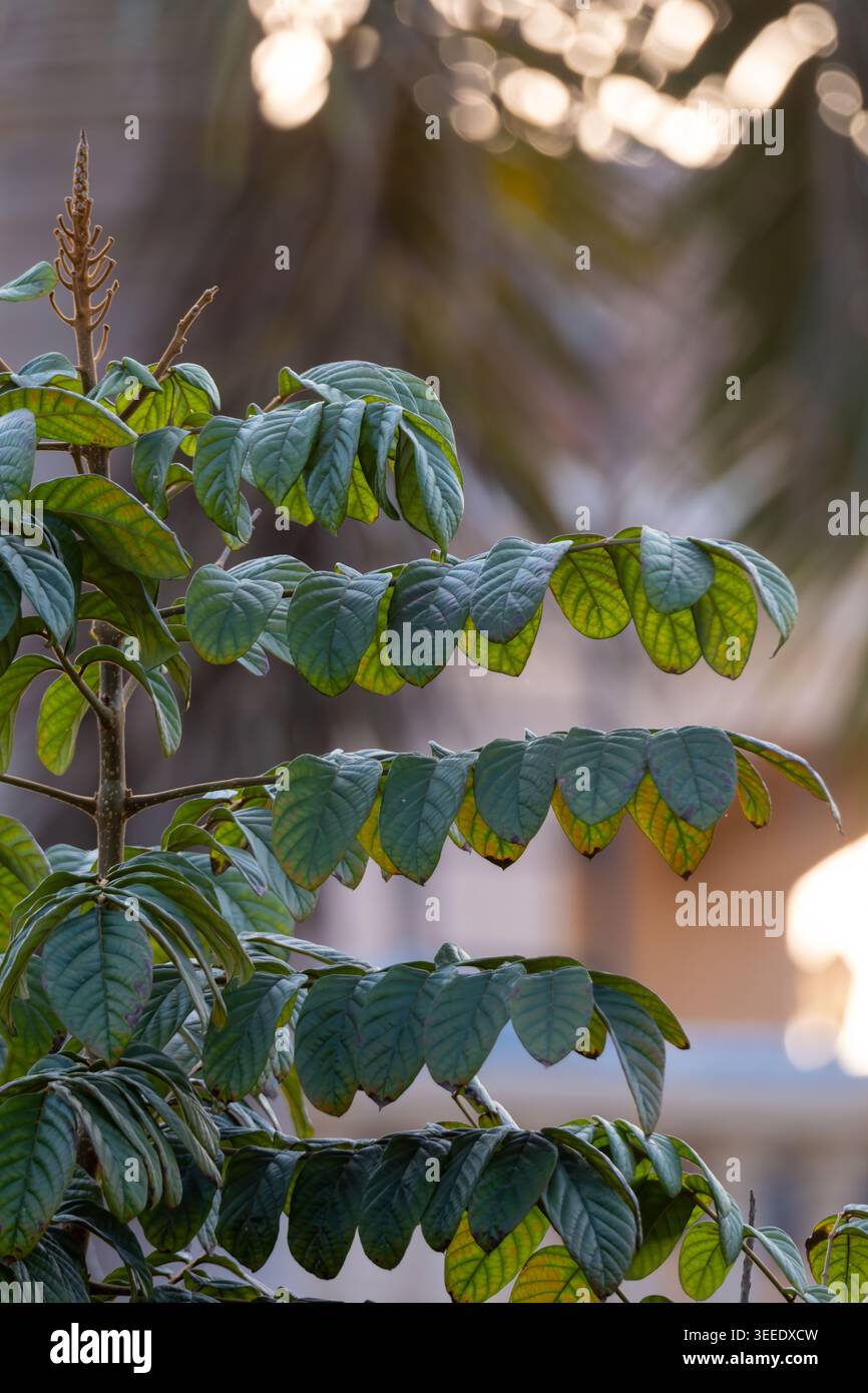 Foglie innate di tulipanulata africana (Spathodea campanulata) con venature caratteristiche alla luce della sera, giardino del Cairo, Egitto. Foto Stock