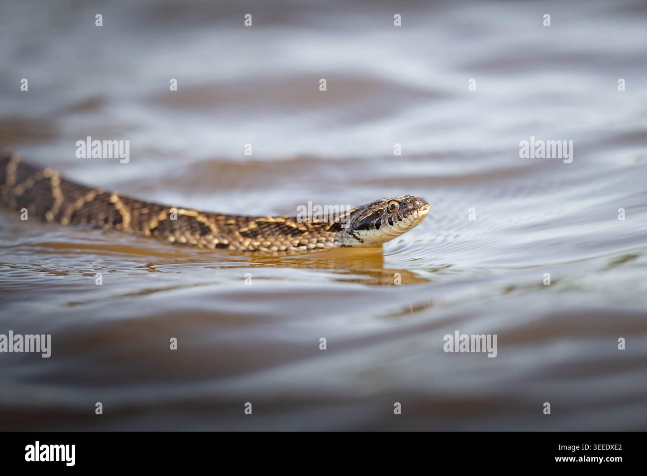 Un falso Cobra d'acqua o un serpente acquatico simile che scivola attraverso le acque torbide delle zone umide di Pantanal, mostrando la sua testa sopra la superficie. Foto Stock