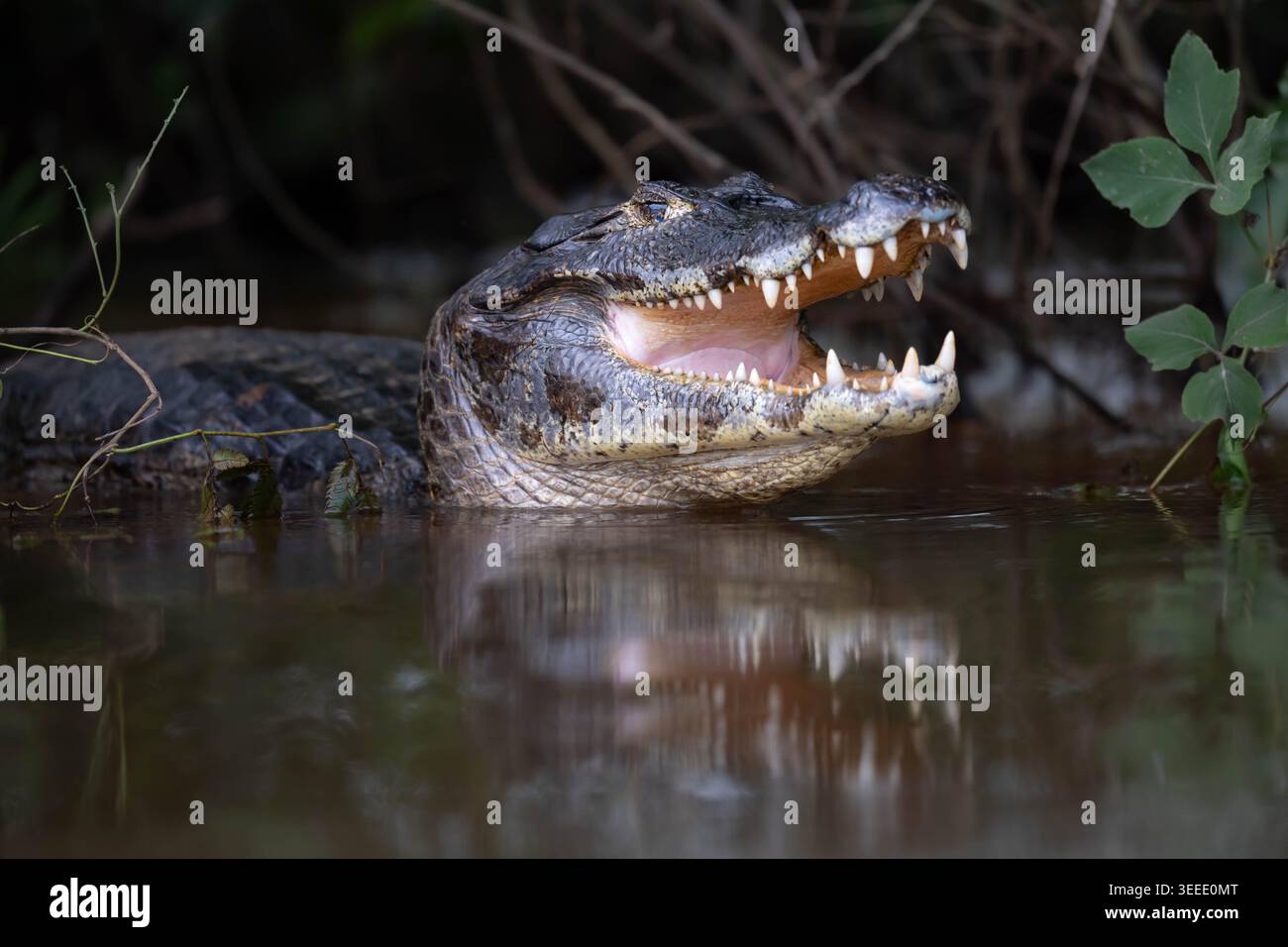 Primo piano di una Yacare Caiman in acqua con le sue ganasce spalancate, che mostrano denti affilati. Una potente dimostrazione della fauna Pantanal a Mato grosso, Braz Foto Stock