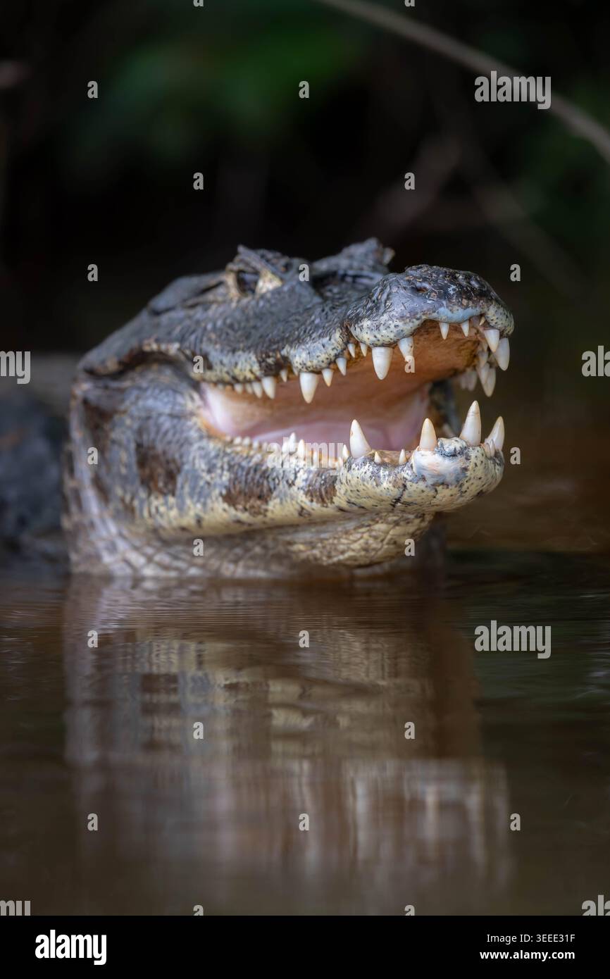 Primo piano estremo di uno Yacare Caiman (Caiman yacare) con la bocca aperta, rivelando denti affilati e riflessi nelle acque calme del Pantanal. Foto Stock