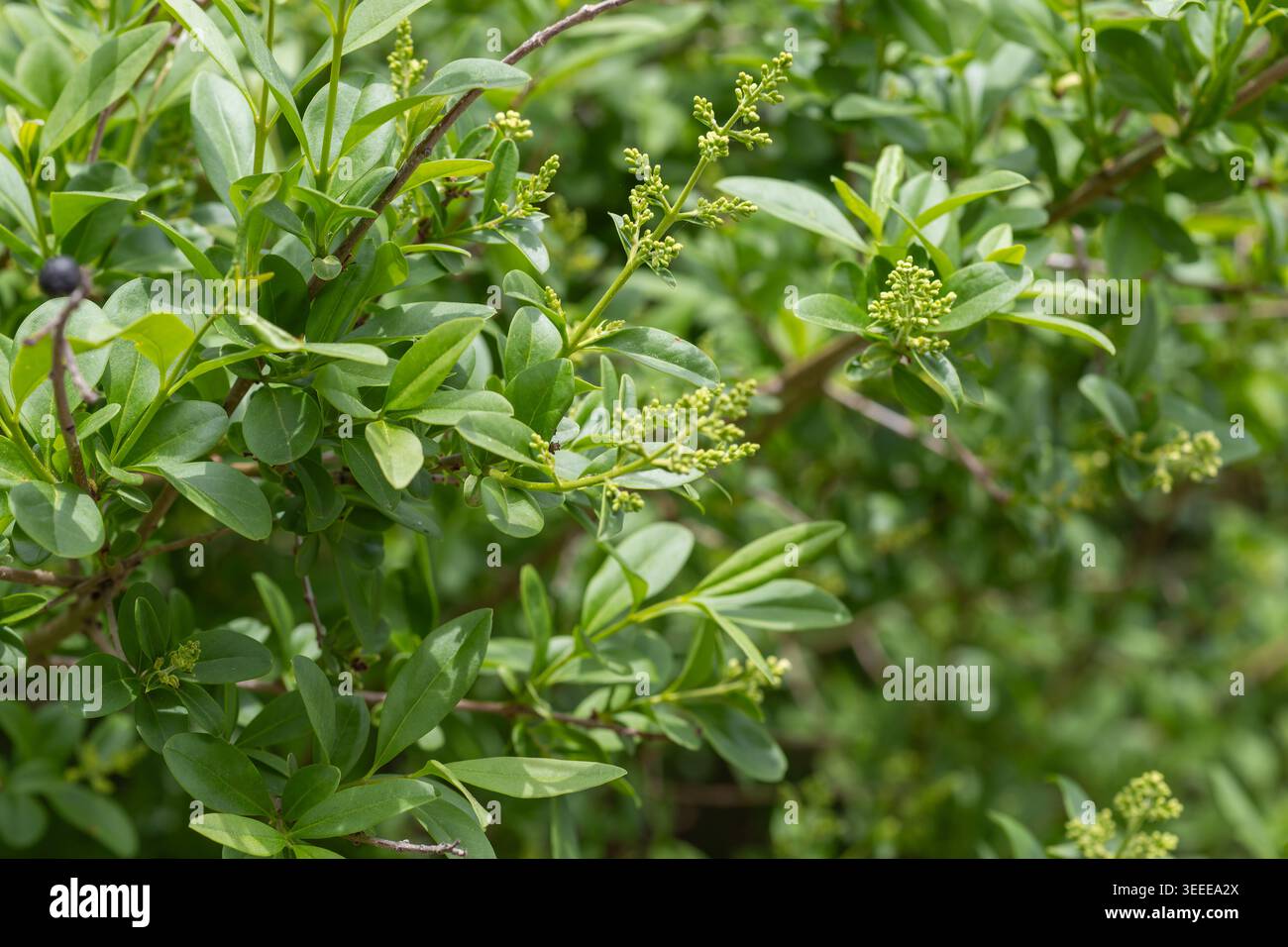 Pianta di privet verde che cresce all'aperto con foglie fresche e boccioli di fiori in via di sviluppo Foto Stock