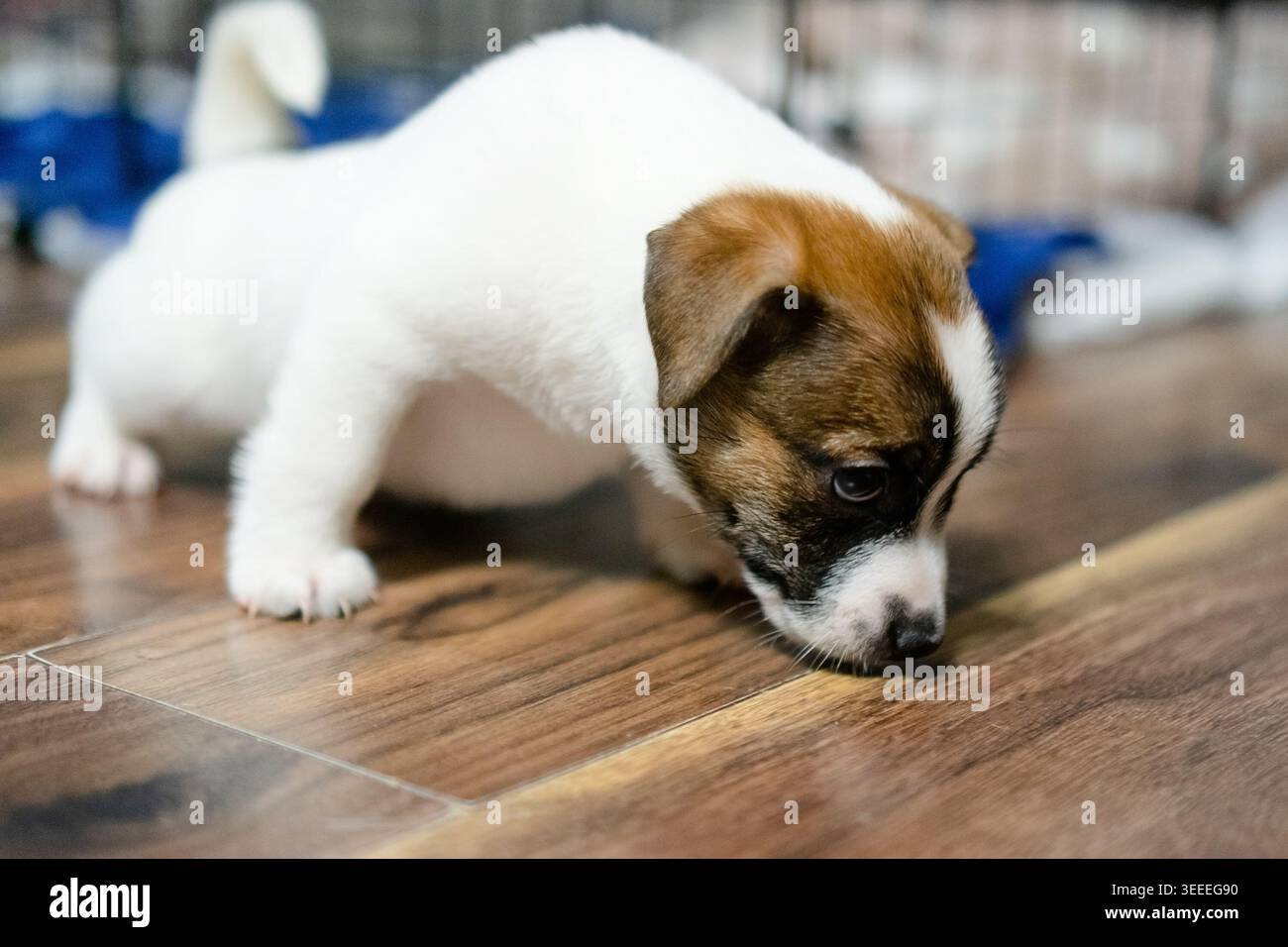 Un cucciolo che dorme sonni tranquilli per terra, mostrando la tranquillità e la serenità di un tranquillo pisolino catturando l'essenza di un ambiente accogliente e sicuro Foto Stock