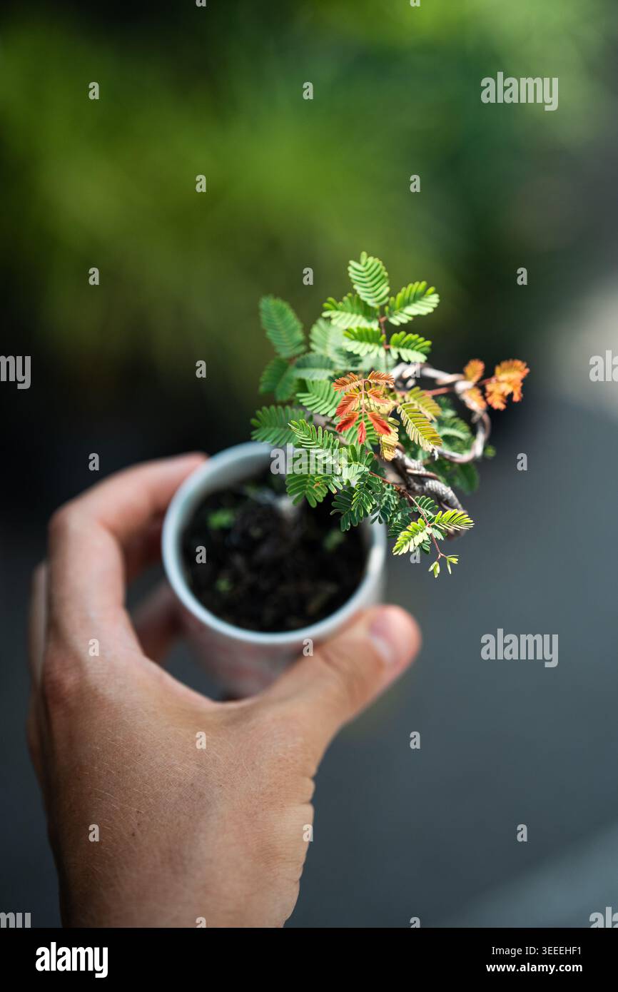 Mano che tiene piccoli bonsai piante sensibili timide o vergognose Mimosa Pudica in pentola di ceramica. Foto Stock