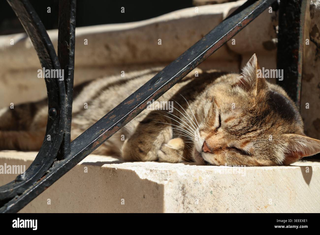 Un gatto da tavola dorme al sole lungo un gradino di cemento; una ringhiera di ferro passa sopra la testa. Foto Stock