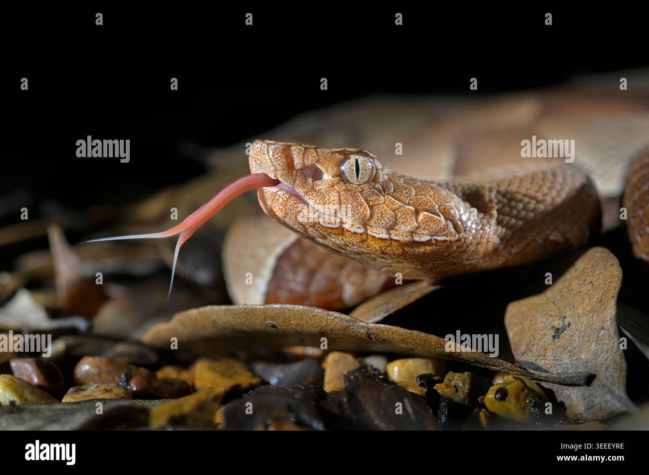 Serpente testa di rame a banda larga (Agkistrodon laticinctus) primo piano a terra, con linguetta a scatto estesa, Bastrop County, Texas, USA. Foto Stock