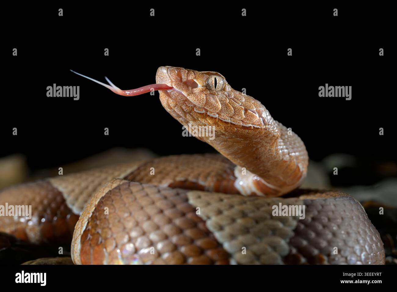 Serpente testa di rame a banda larga (Agkistrodon laticinctus) primo piano a terra, con linguetta a scatto estesa, Bastrop County, Texas, USA. Foto Stock