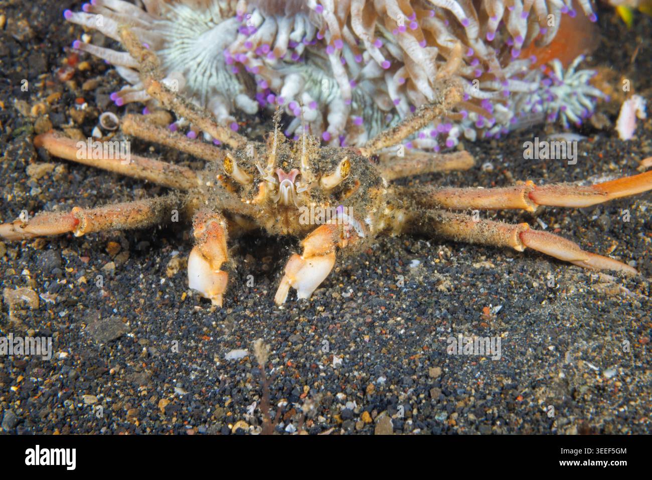 Un granchio portatore dorippido, Dorippe frascone, poggia sul fondo sabbioso dello stretto di Lembeh nel Sulawesi settentrionale, Indonesia, con un anemone marino nelle vicinanze. Nota f Foto Stock