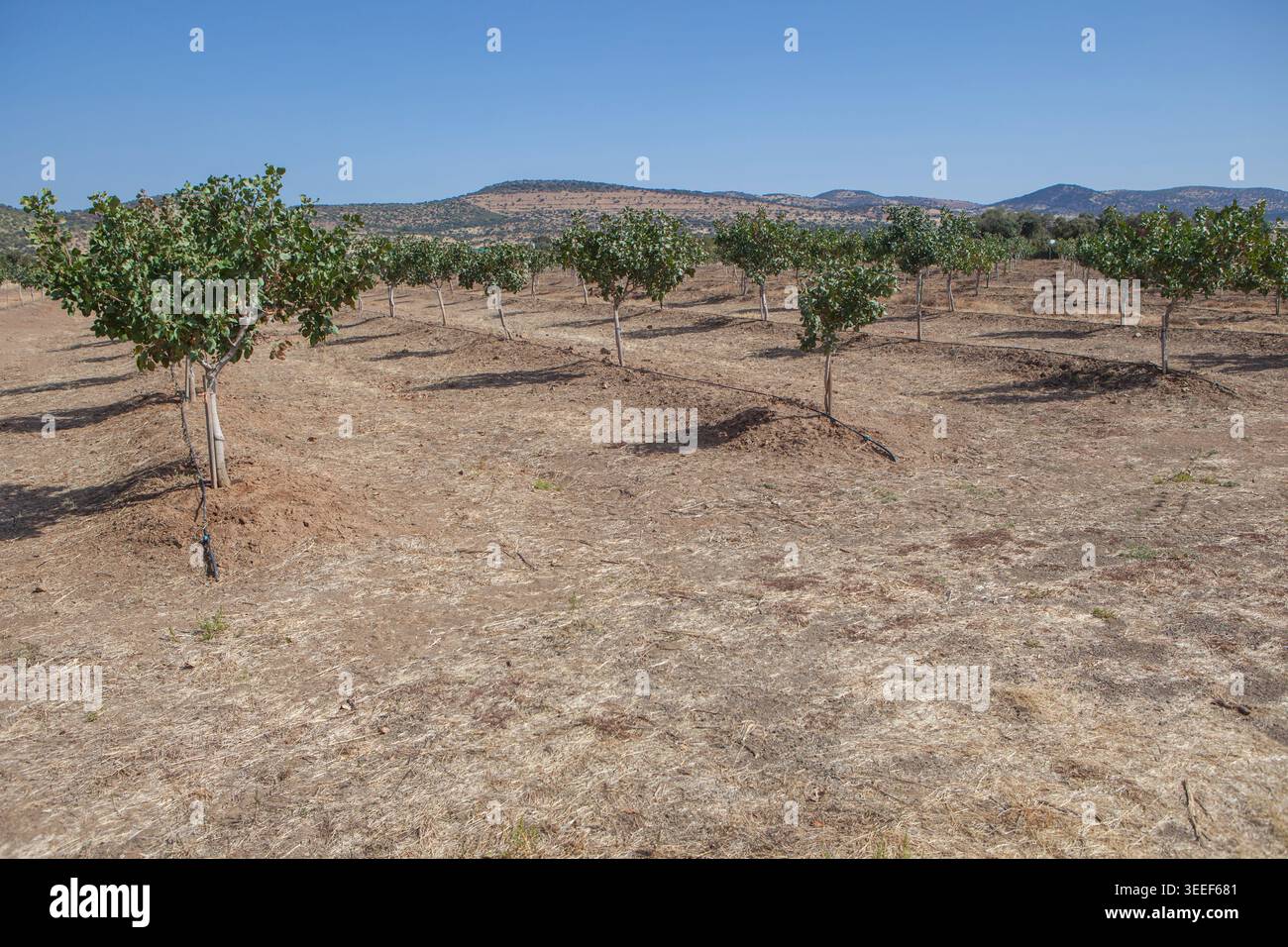 Piantagione di pistacchi in autunno. Tierra de Barros, terreno rosso unico, Estremadura, Spagna Foto Stock