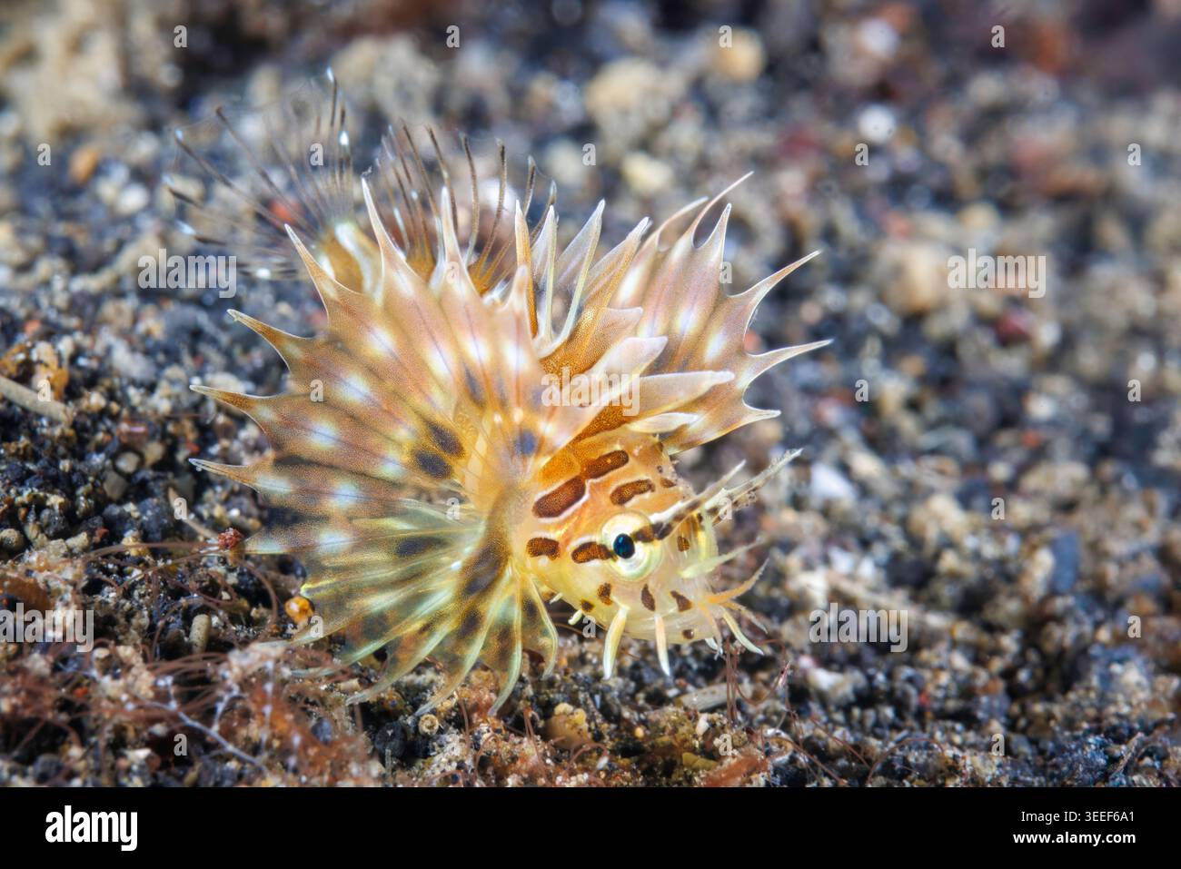 Questo pesce leone pinna, Pterois antennata, è lungo appena un centimetro e probabilmente si stende sulla barriera corallina nello stato larvale solo pochi giorni prima, L Foto Stock