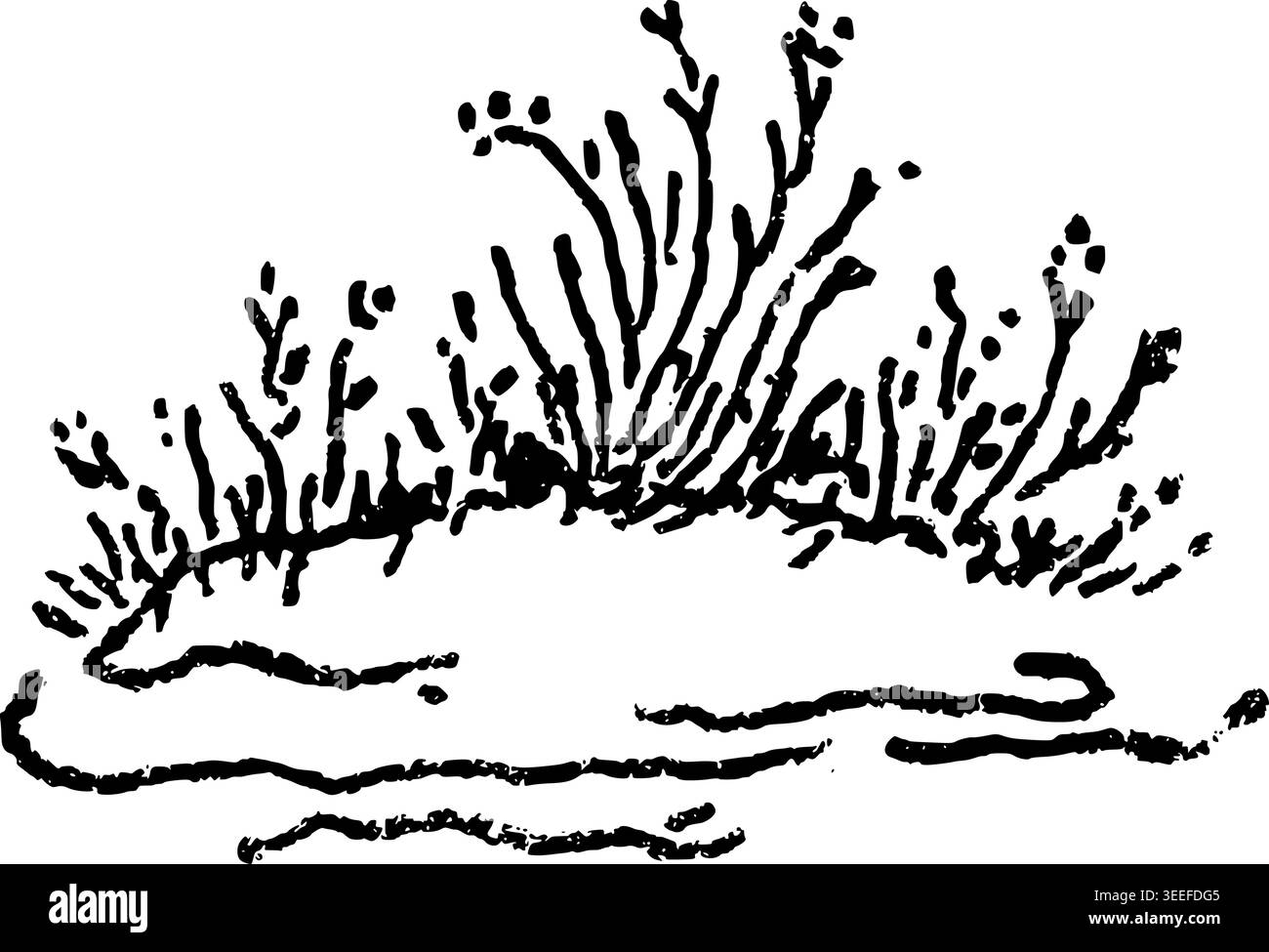 Boccole disegnate a mano disegno vettoriale Illustrazione Vettoriale