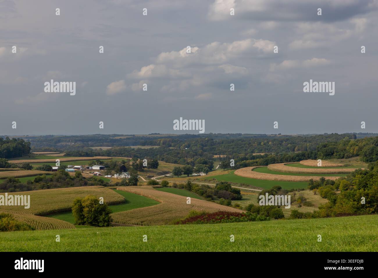 Campi di mais e prati, Fennimore, Contea di Grant, Wisconsin Foto Stock