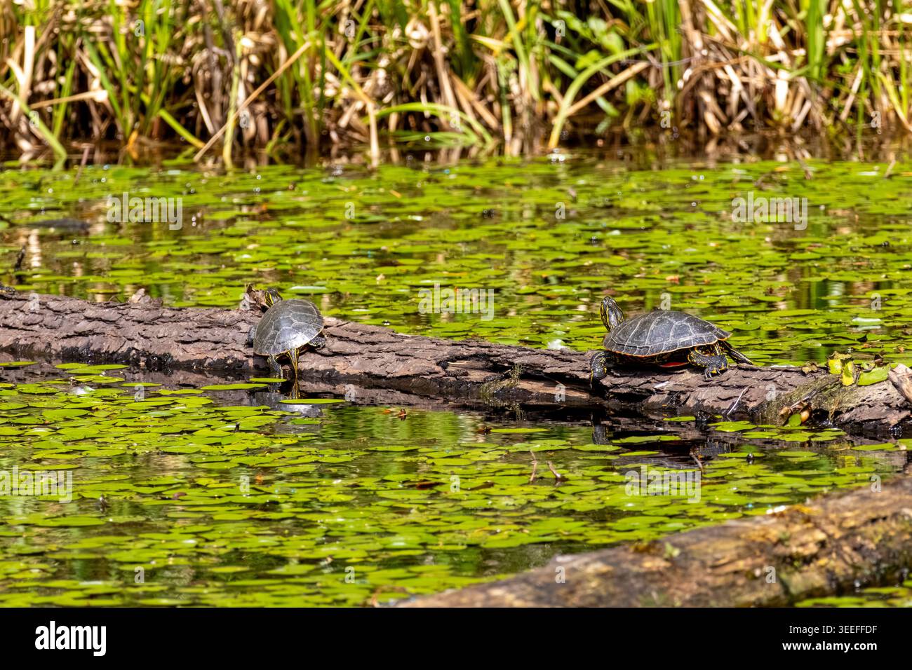 Due tartarughe dipinte che si crogiolano su un tronco in un laghetto coperto di ninfee nel Minnekhada Regional Park Coquitlam Canada Foto Stock