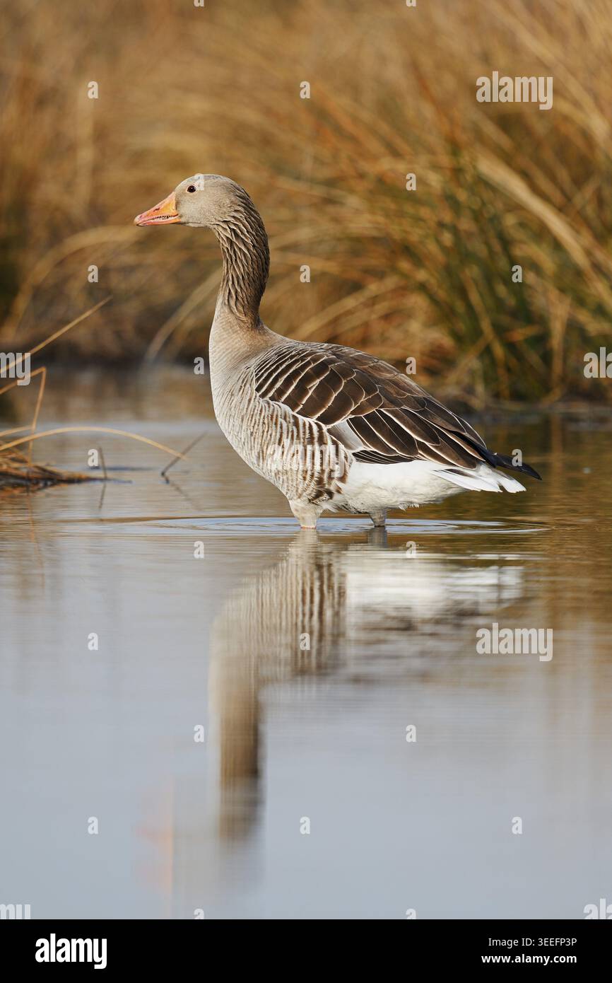 Oca Greylag (Anser anser) in piedi sulla riva, Renania settentrionale-Vestfalia, Germania Foto Stock