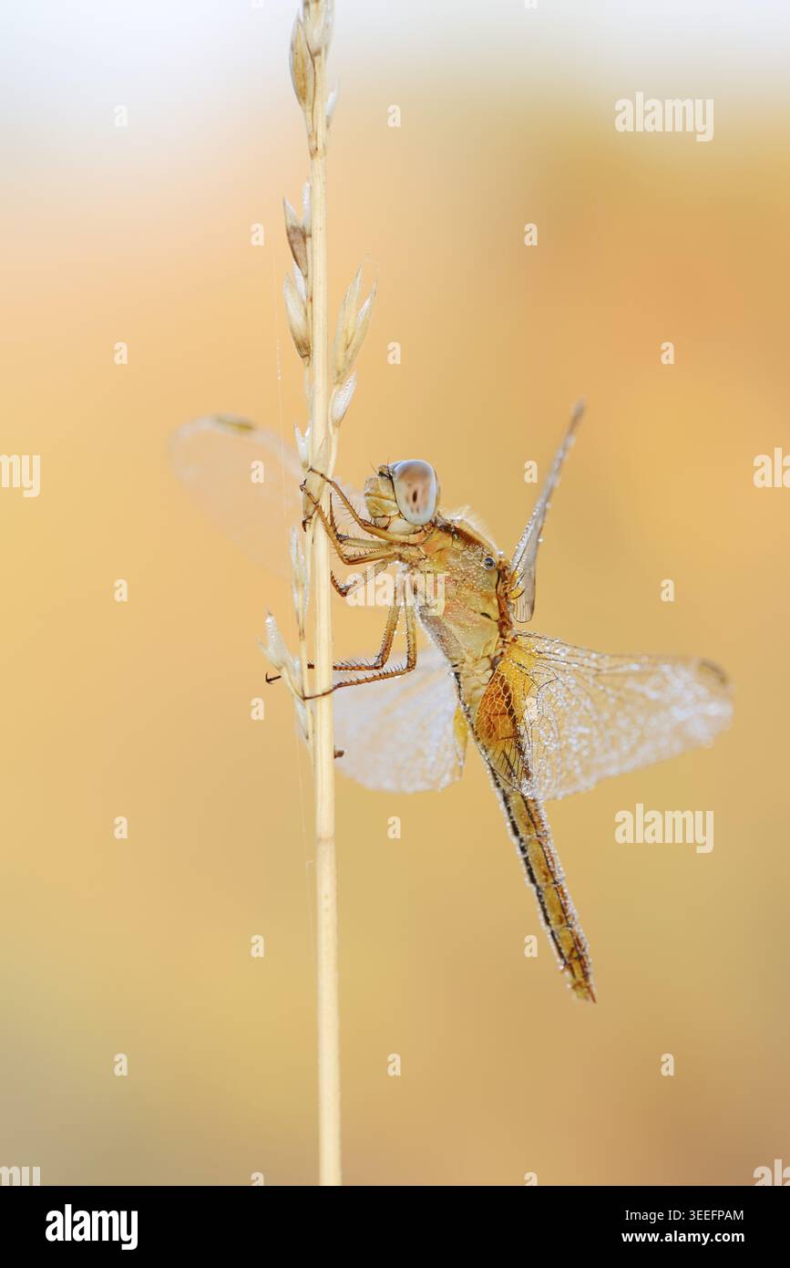 Scarlet Dragonfly (Crocothemis erythraea), femmina, Renania settentrionale-Vestfalia, Germania Foto Stock