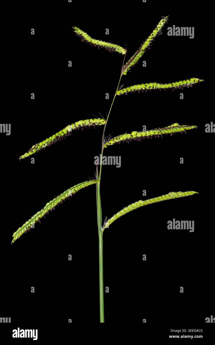 Erbe del Sudafrica - infiorescenza dell'erba di dallis (Paspalum dilatatum) isolata sul nero Foto Stock
