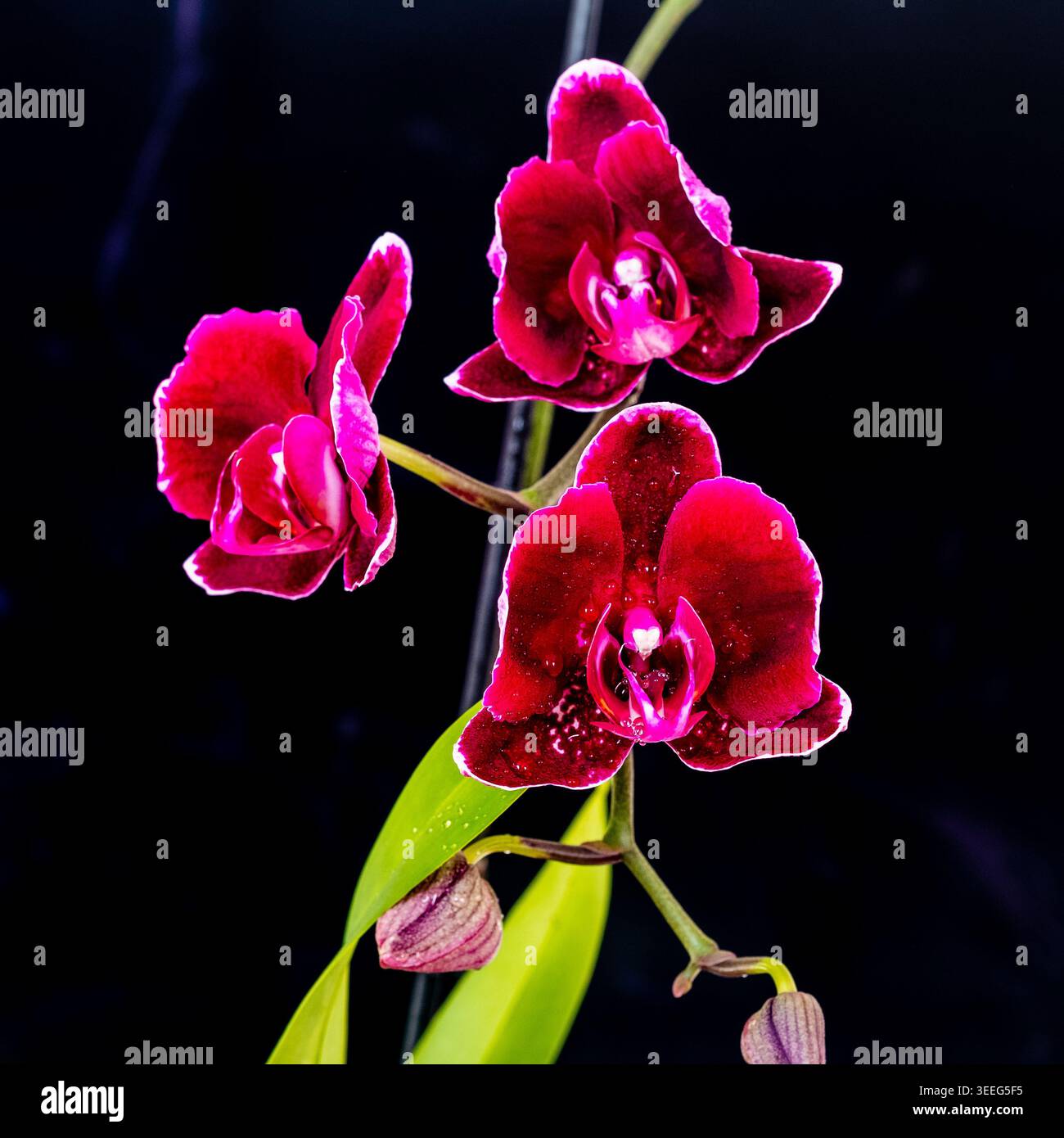 Fiori viola scuro con petali di orchidea dal bordo bianco Foto Stock