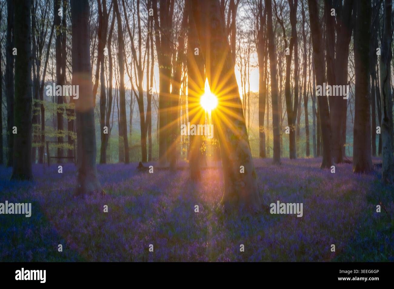 Bluebell Woods a Micheldever nell'Hampshire subito dopo l'alba con i raggi del sole che si irradiano attraverso gli alberi che illuminano il tappeto di campanelli. Foto Stock
