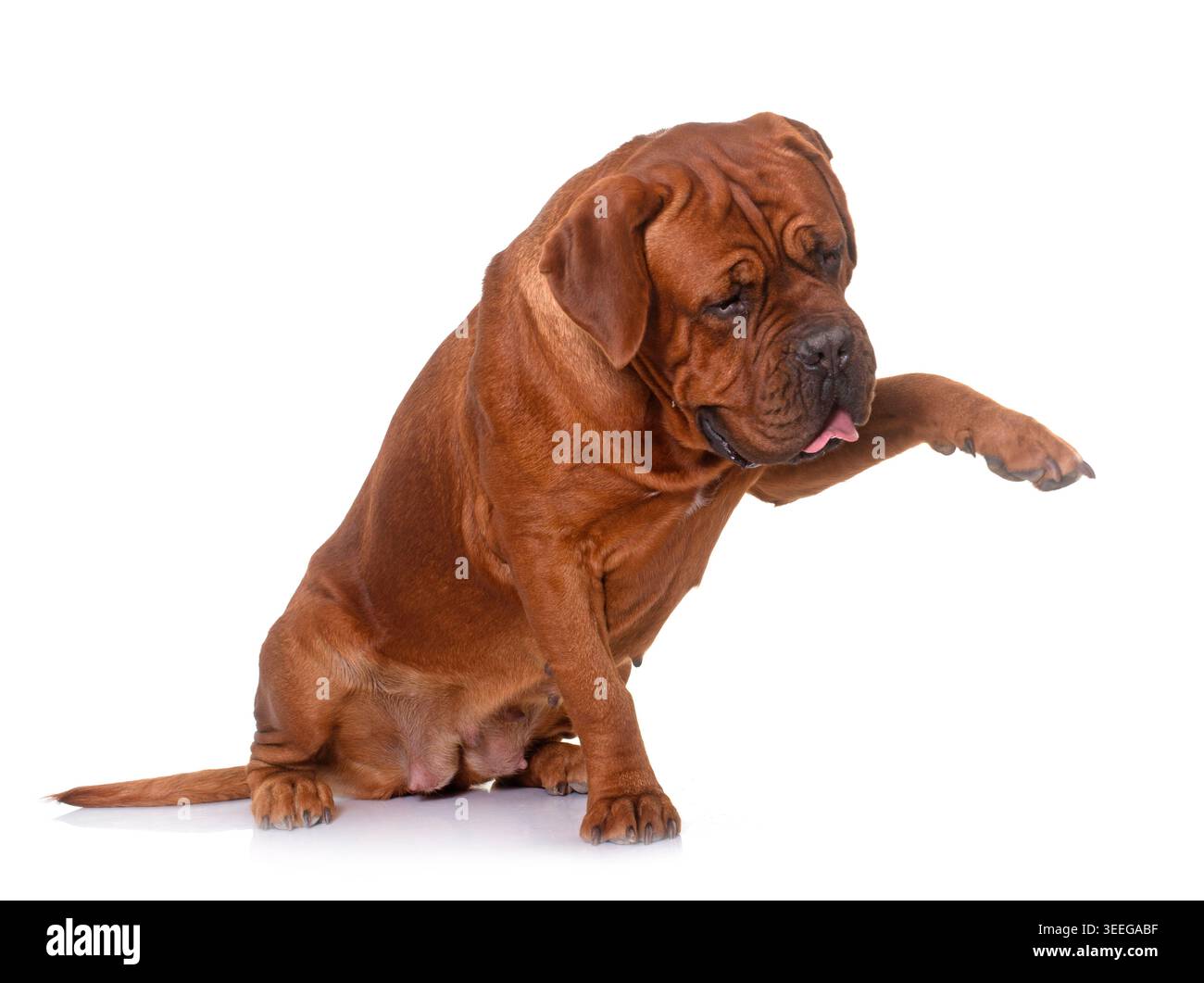 Bordeaux mastiff davanti a uno sfondo bianco Foto Stock