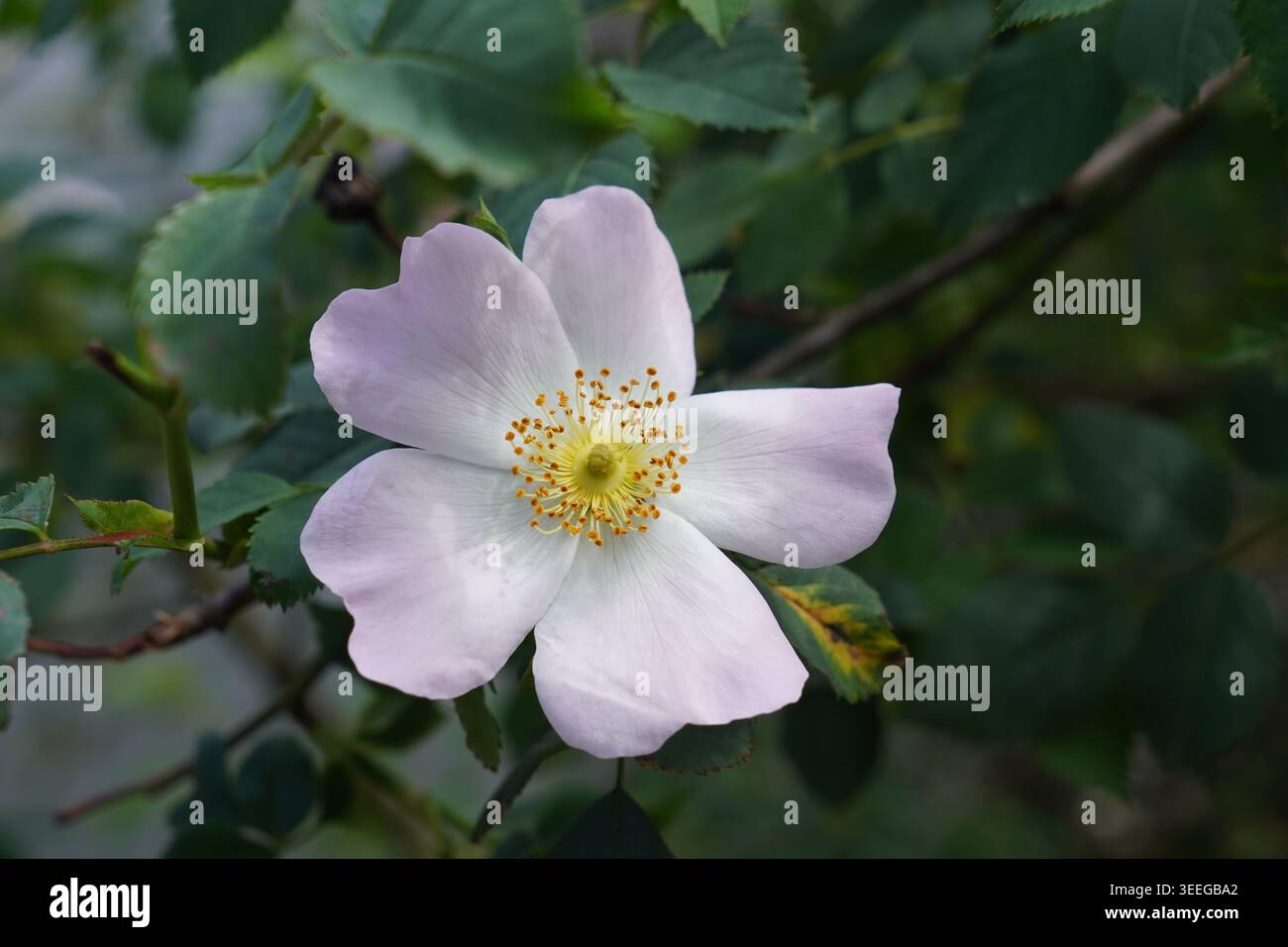 singola testa di rosa selvatica. bel fiore in fiore Foto Stock