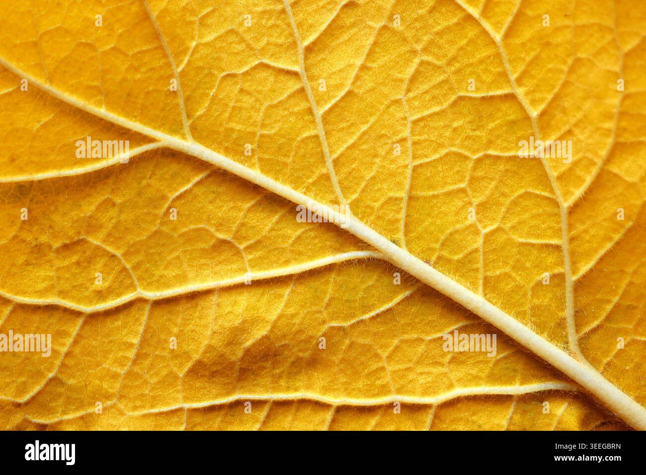 Le venature delle lamelle creano uno sfondo macro per la progettazione Foto Stock