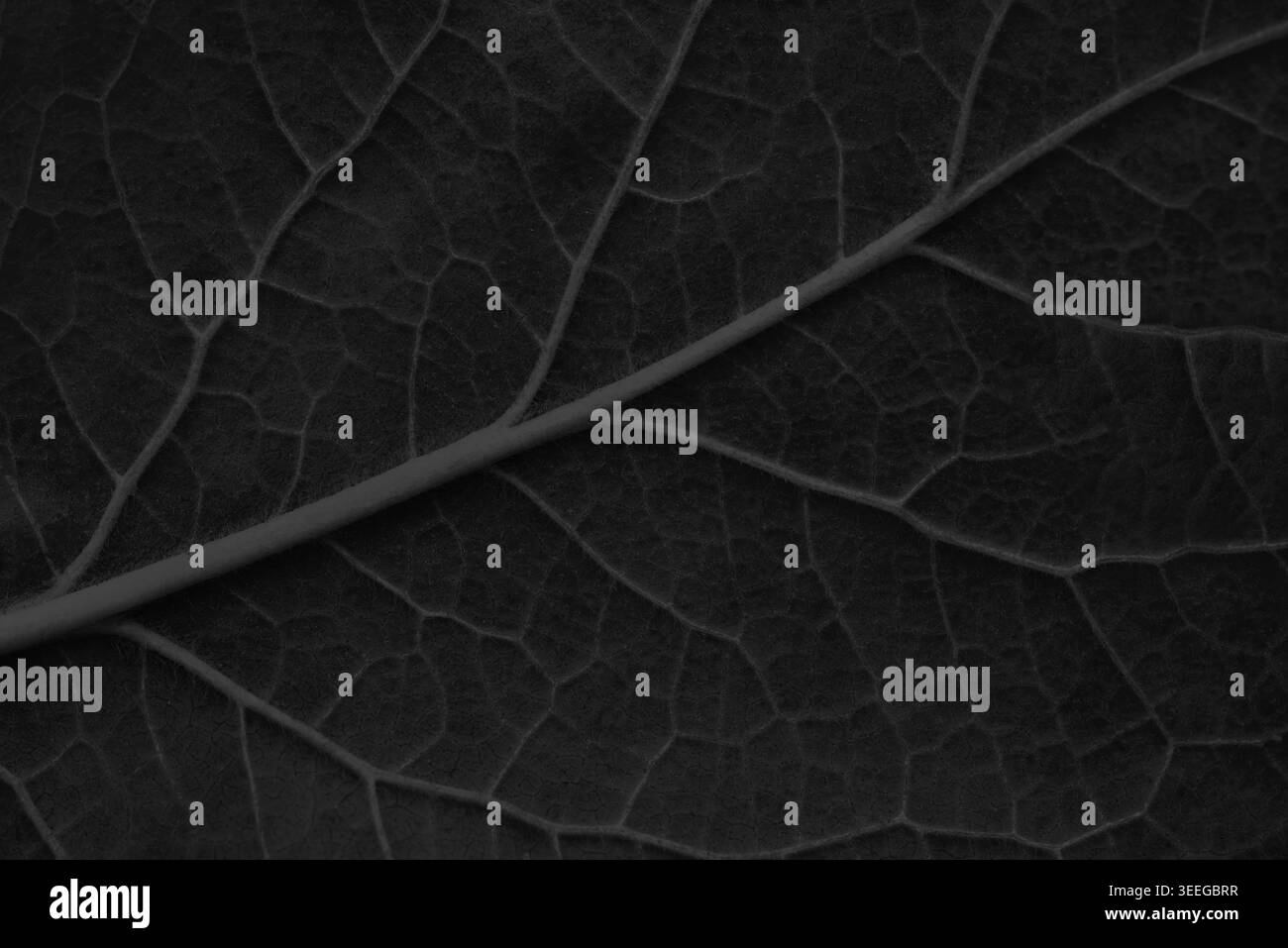 Le venature delle lamelle creano uno sfondo macro per la progettazione Foto Stock