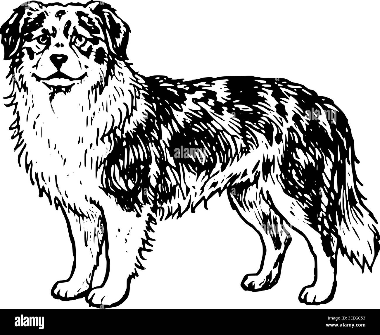Disegno australiano Shepherd Vector disegnato a mano Illustrazione Vettoriale