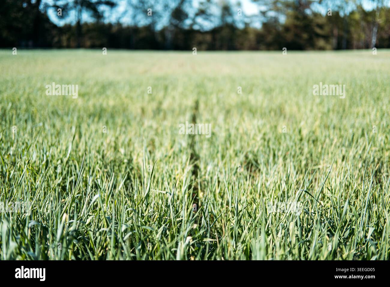 I giovani gambi di cereali crescono in un campo agricolo vicino alla foresta. Contesto dell'agricoltura di precisione, conservazione della salute del suolo, futuro dell'agricoltura. Foto Stock
